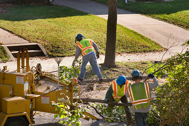 Best Commercial Tree Services  in Carbondale, CO